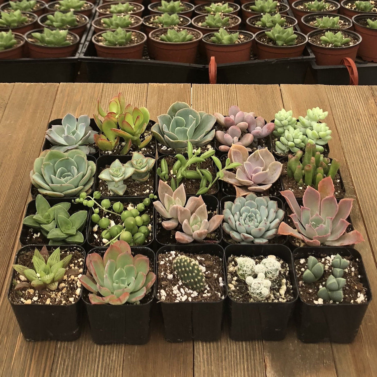 Unique Succulent Collection | Large Pack | Harddy