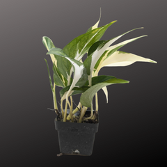 Pothos 'Mutant Manjula'