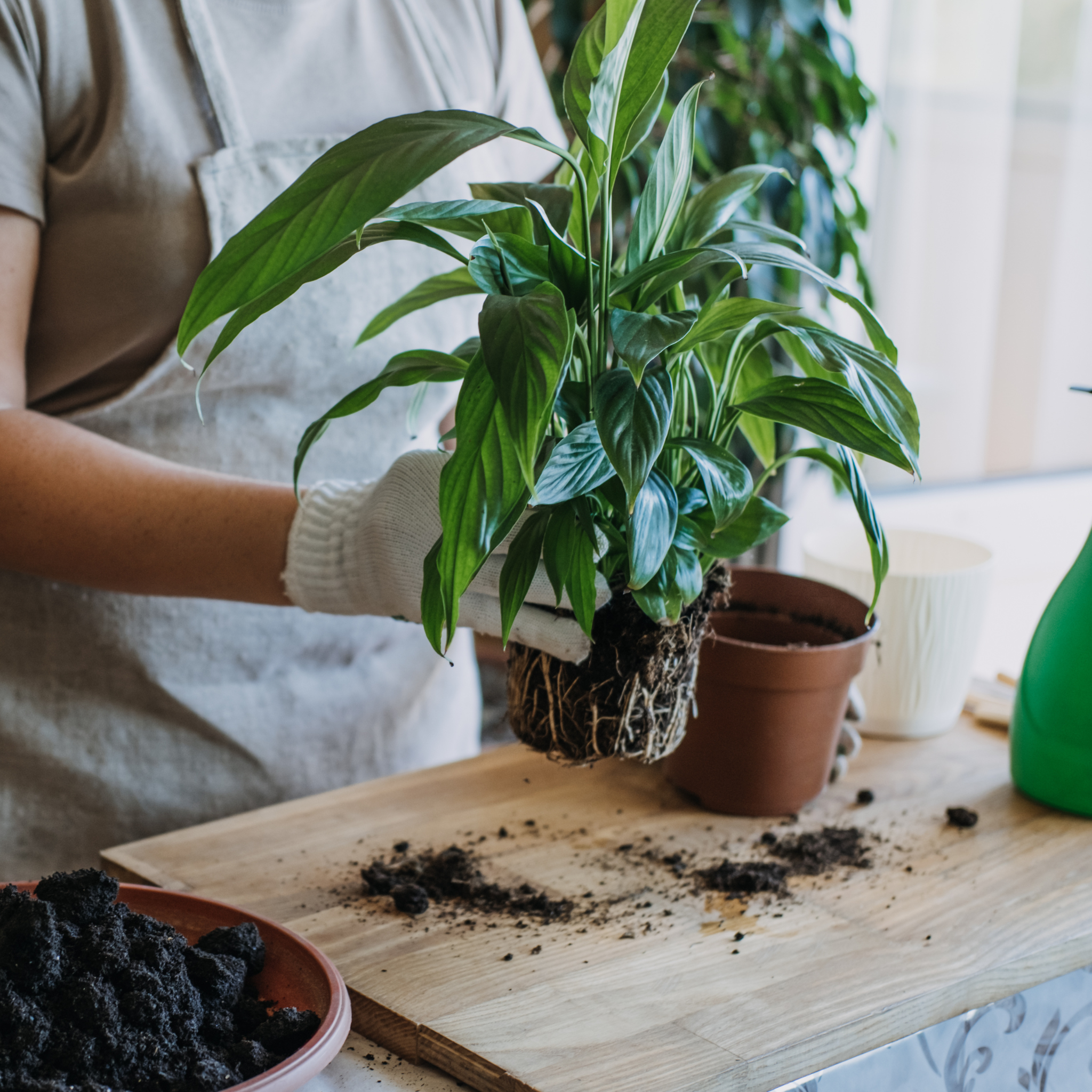 Houseplant Repotting