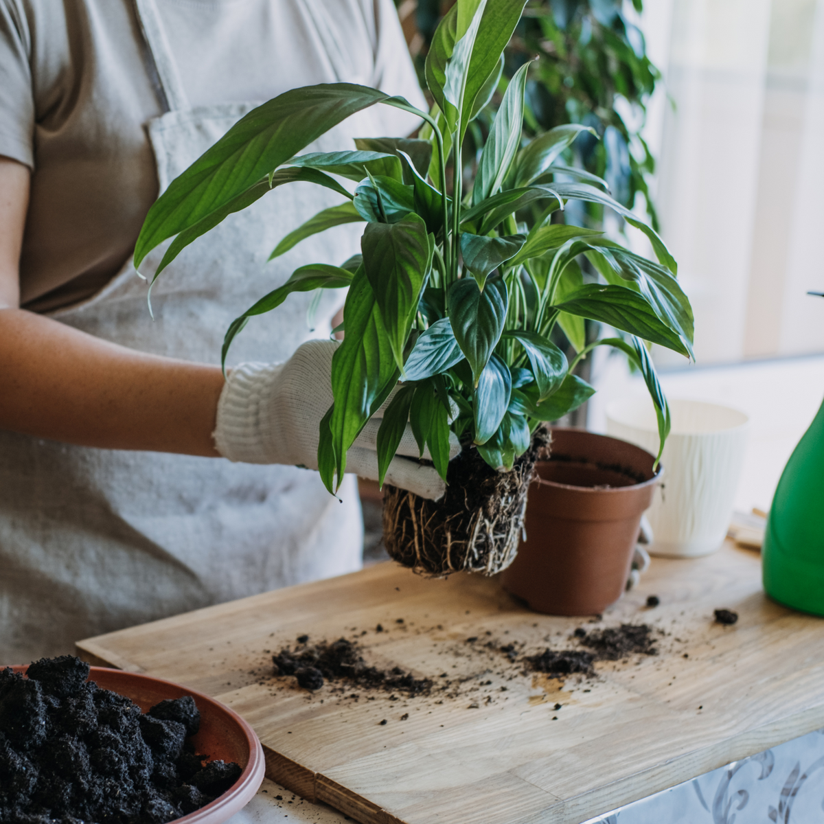 Houseplant Repotting