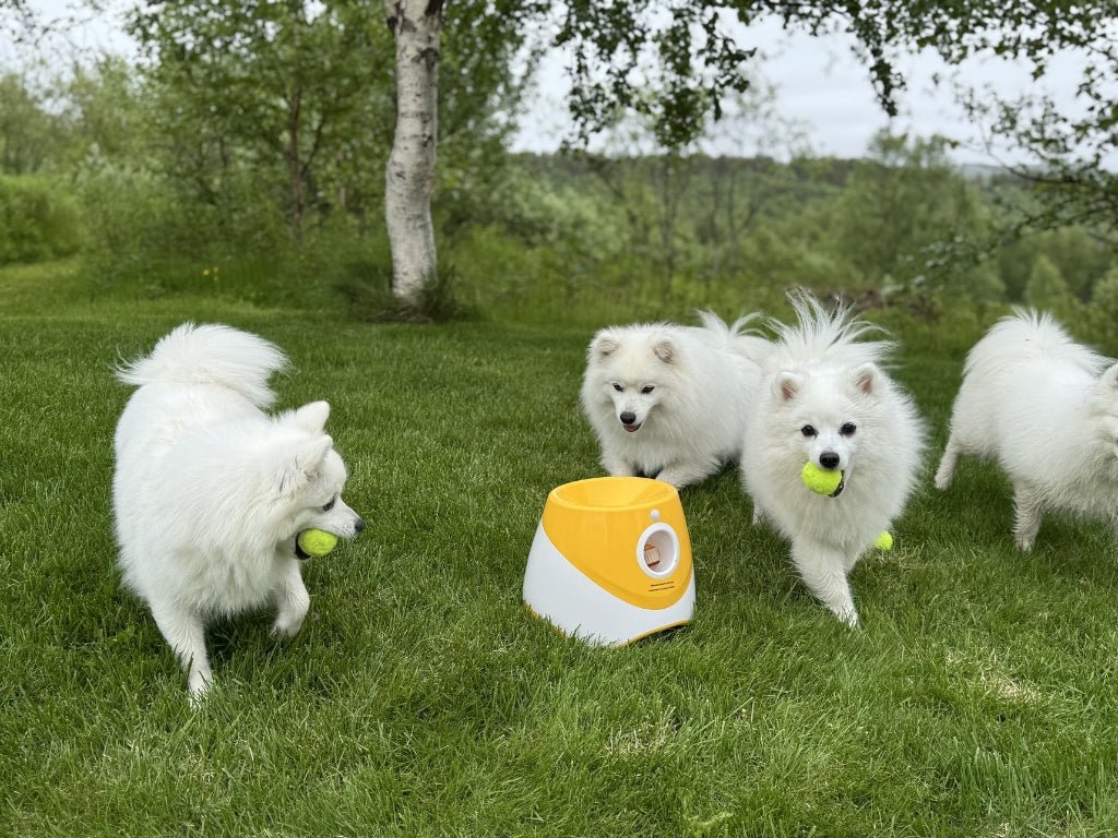 Funzie™ – Automatisk bollkastare för hund - GodHund