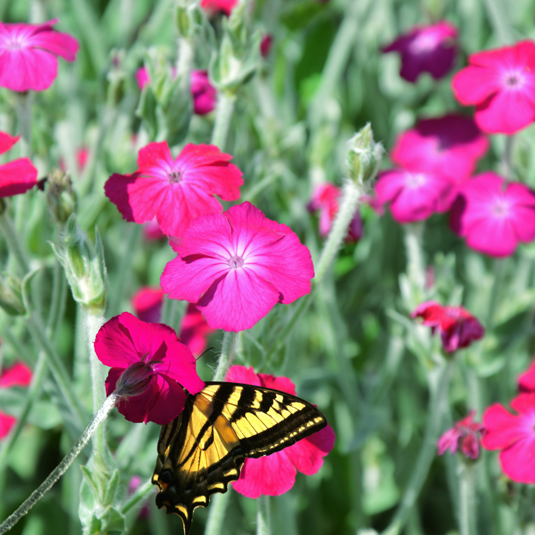 Rose Campion Seed (Lychnis coronaria) 150ct