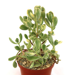 Variegated Bear Paw Succulent with thick, green notched leaves in a red-brown plastic pot with gravel on a white background.