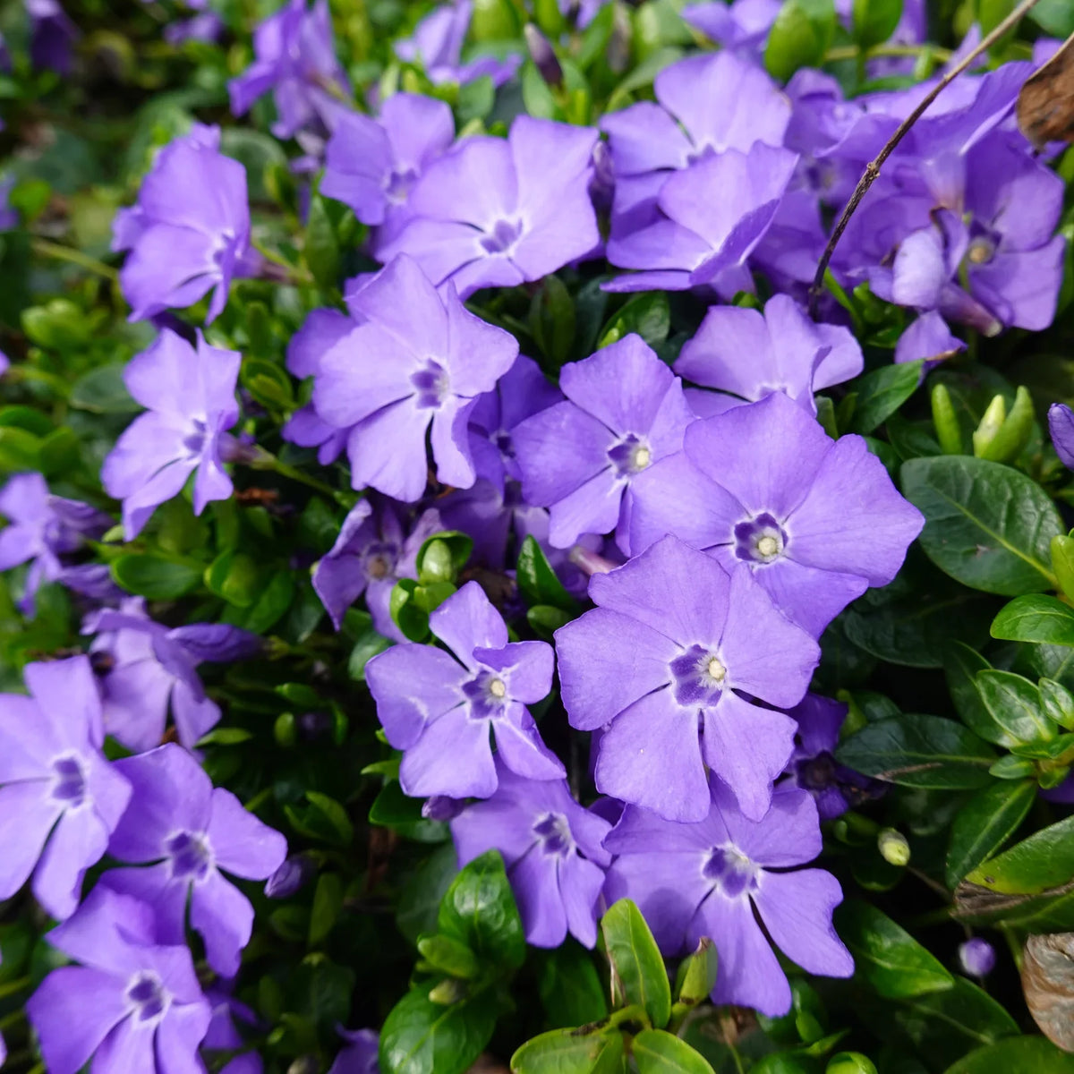 Vinca Minor Periwinkle Shrub