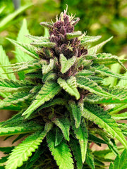 TROPIPURPLE
