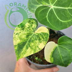 Anthurium Clarinervium Variegated