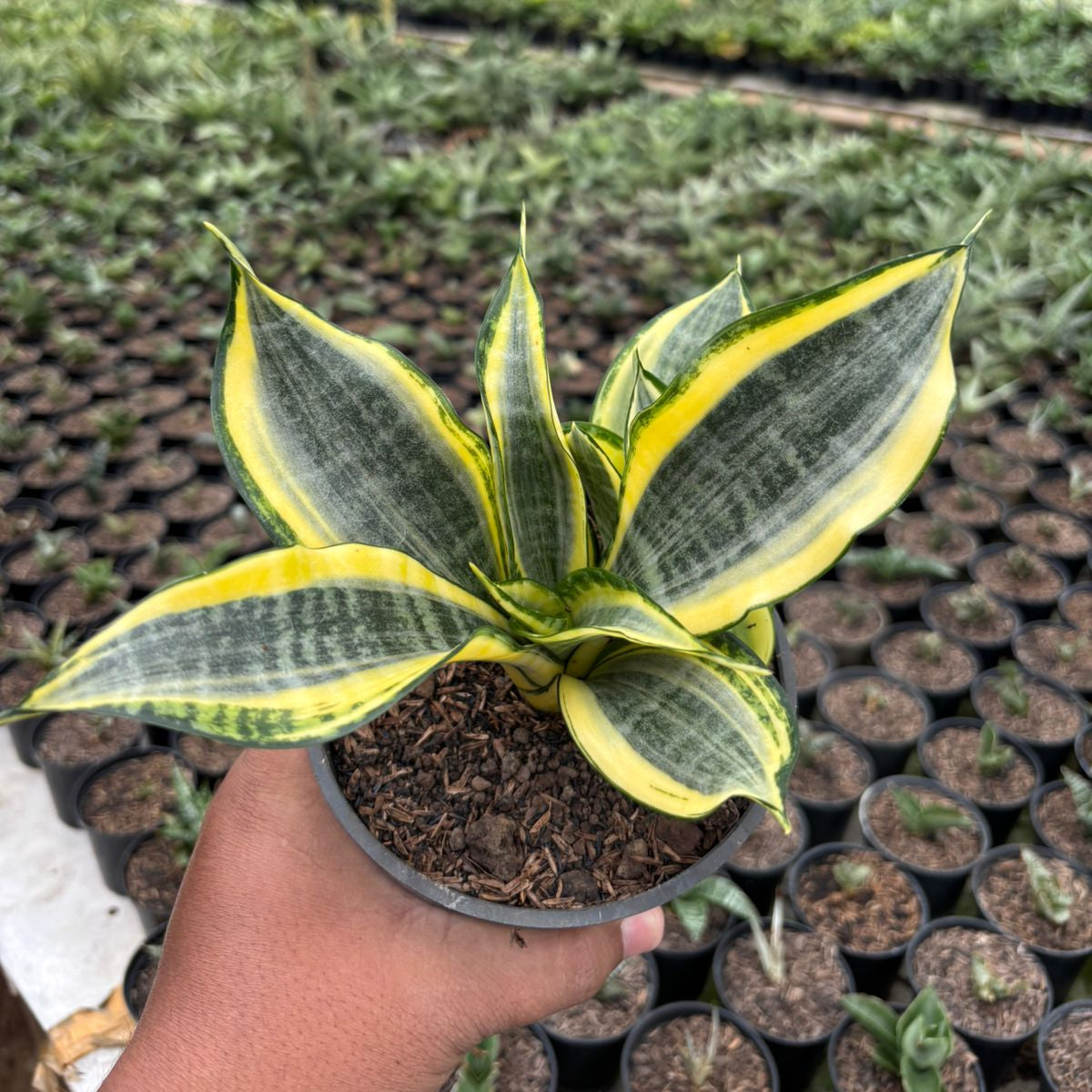 Sansevieria Gold Banner