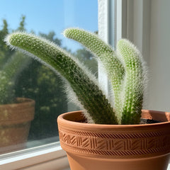 White Foxtail Cactus (Cleistocactus colademononis)