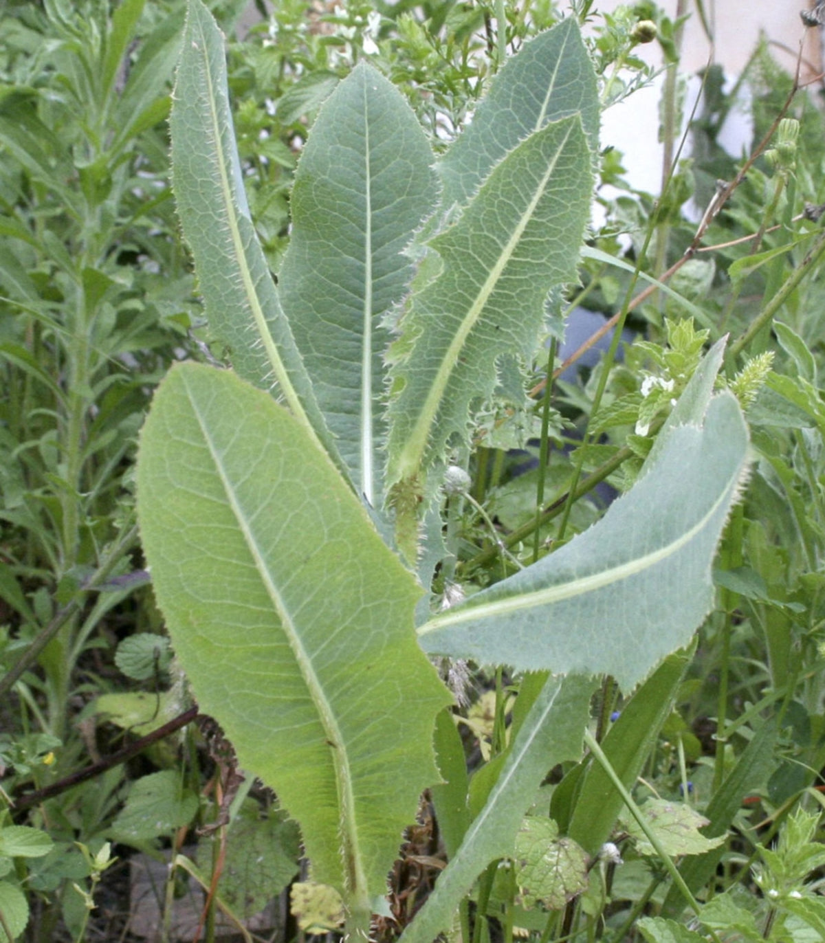 Wild lettuce Lactuca virosa