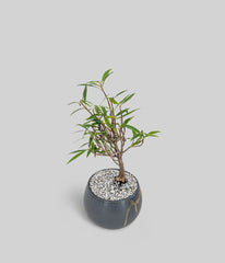 willow leaf fig bonsai with long narrow leaves in a black pot for bright indoor spaces