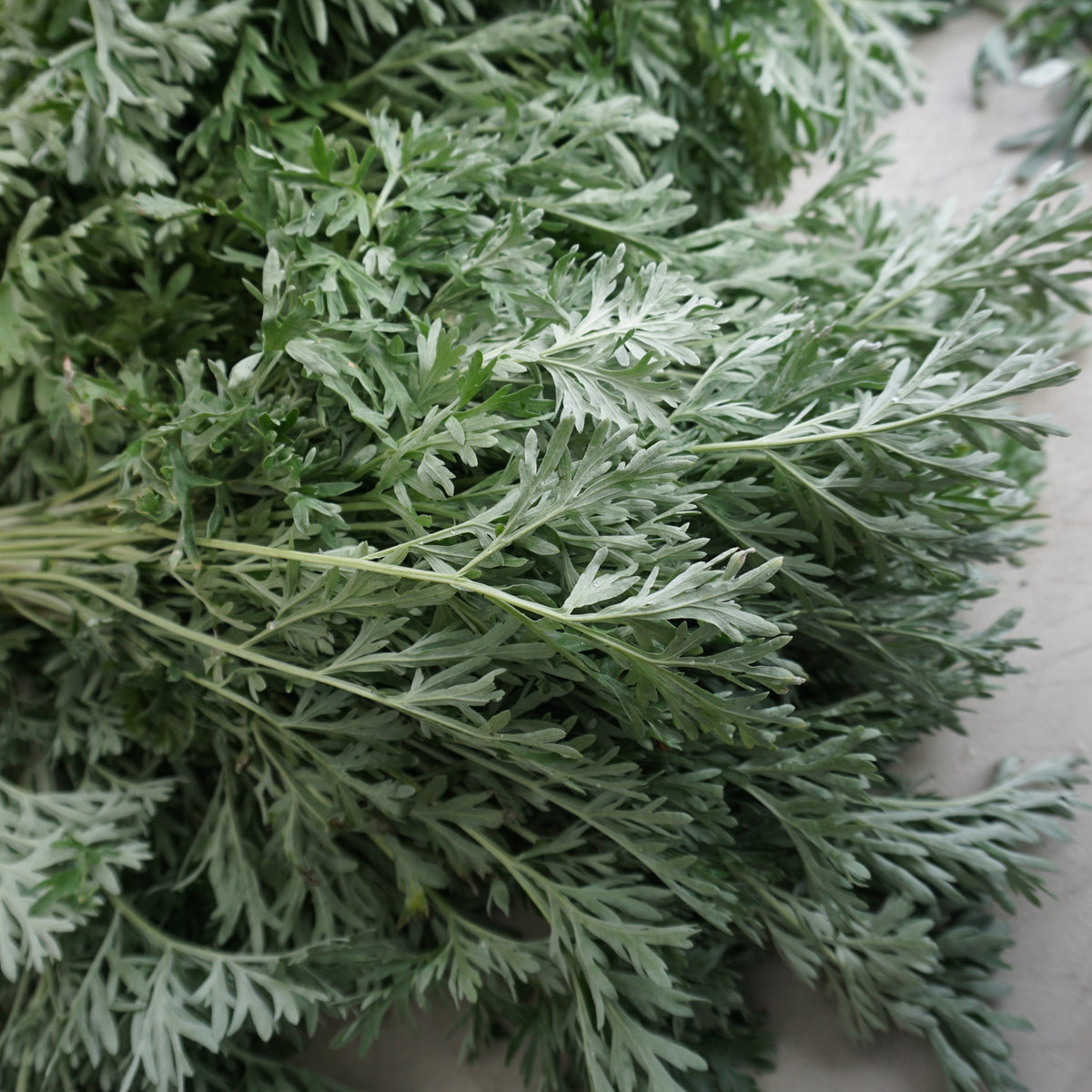 Wormwood: Absinthium