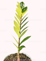 Close-up of Zamioculcas Zamiifolia Variegated with upright stems and yellow-green variegated leaves in a pot.