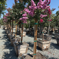 Zuni Crape Myrtle