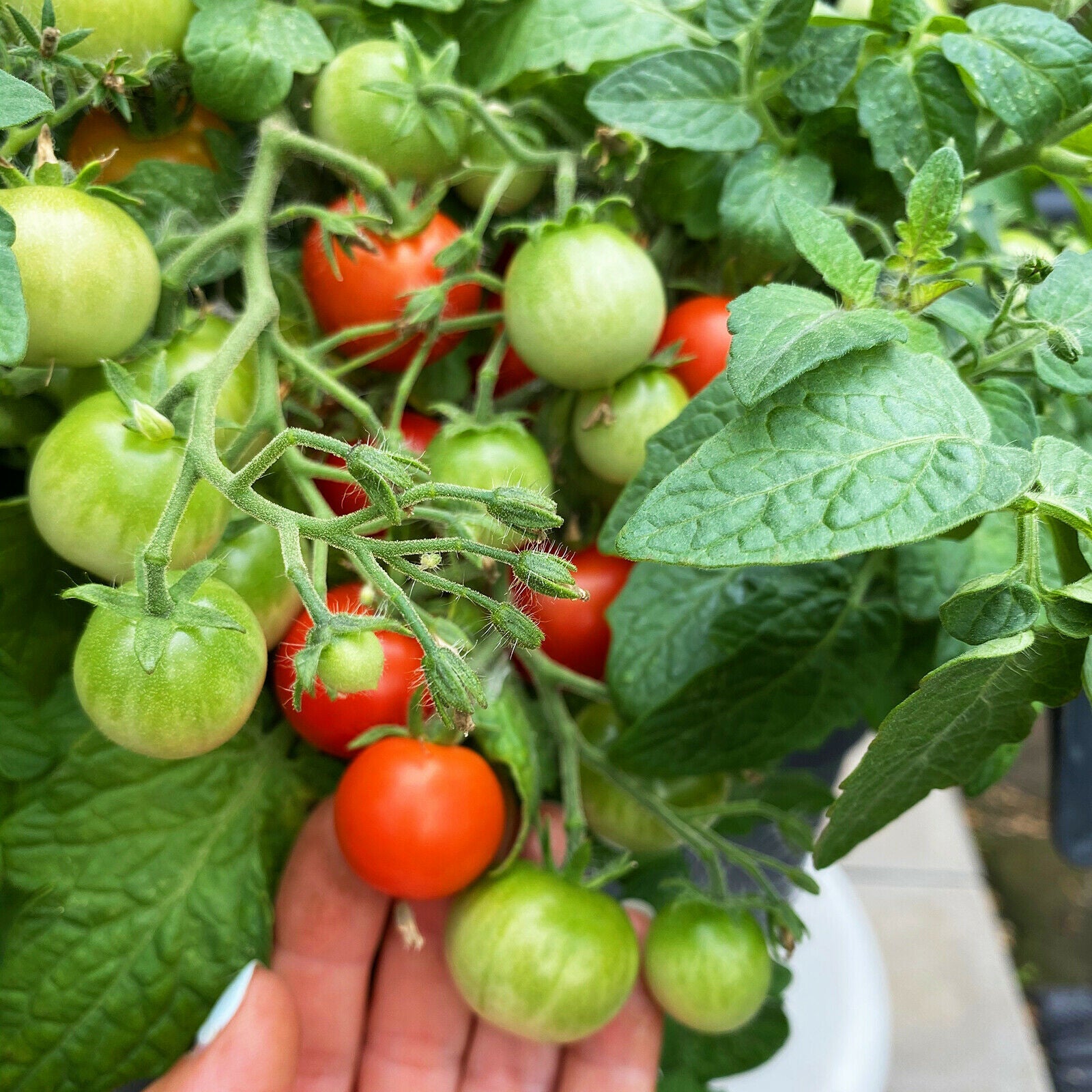 Nahaufnahme einer Zwergtomatenpflanze mit roten und grünen Früchten, ideal für den Anbau in kleinen Gärten.