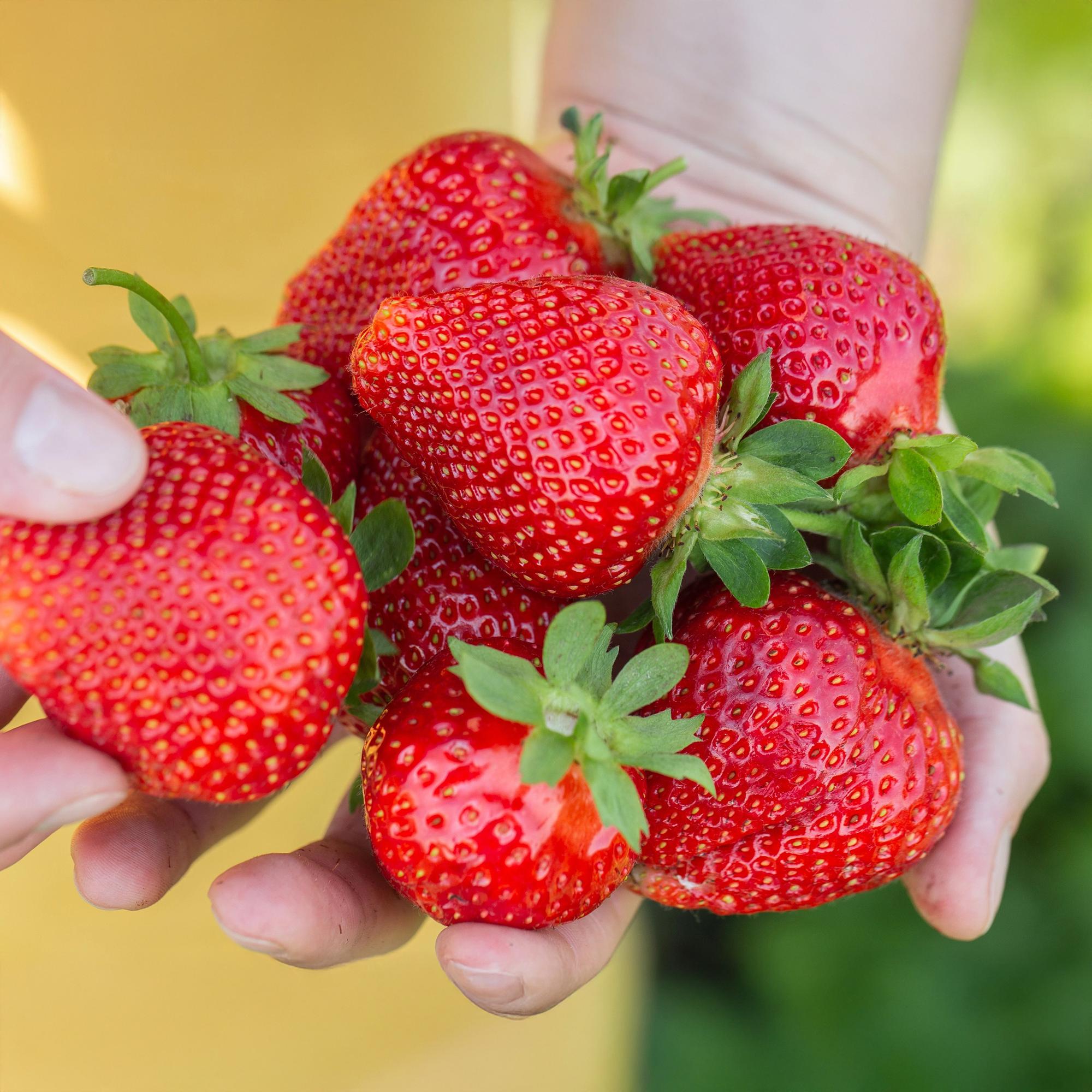 Livraison plante Fraisier Fragaria Maxim – Lot de 3 – Pot 9 cm