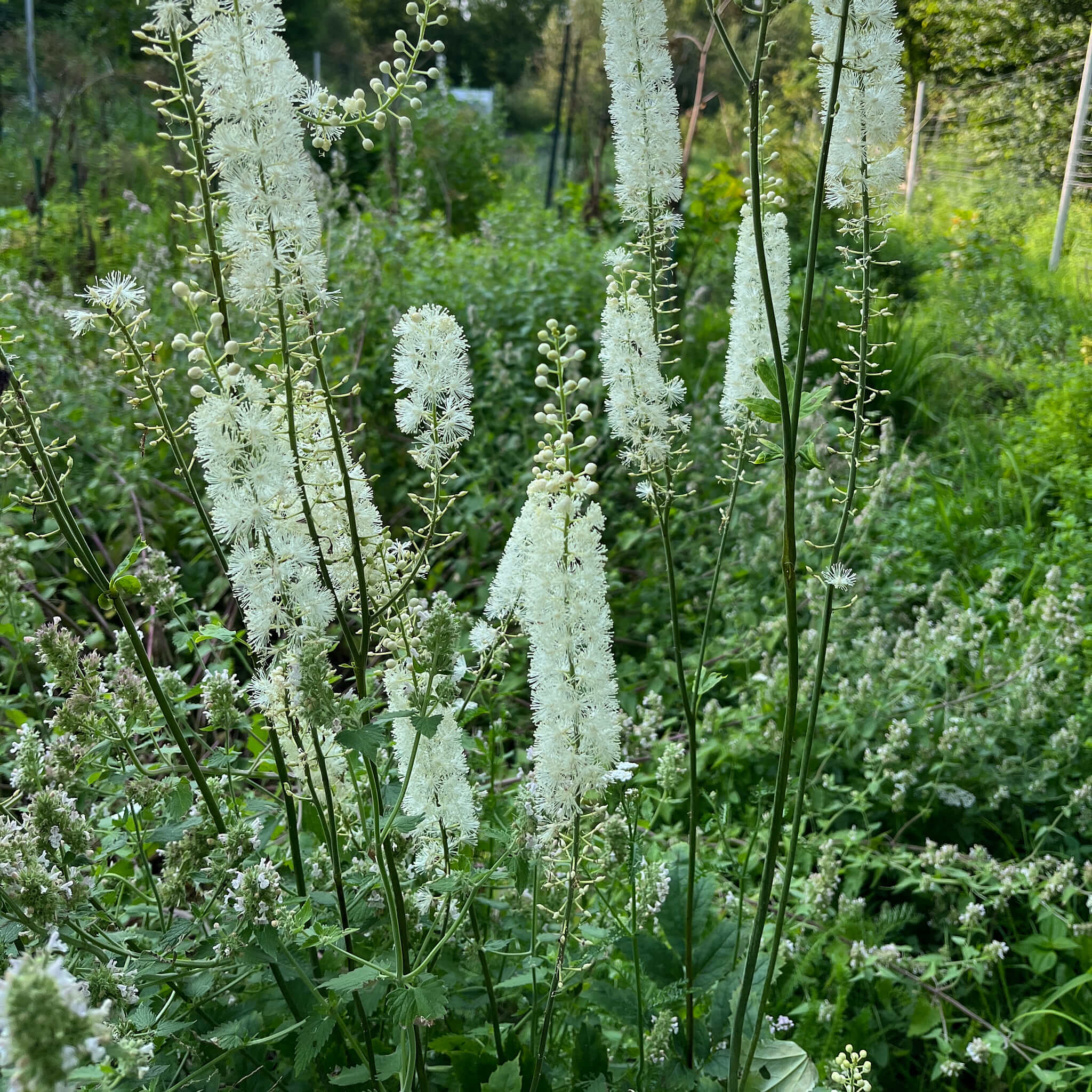 Actaea Racemosa Plant Seeds for Planting – Heirloom, Non-GMO, Medicinal, Perennial