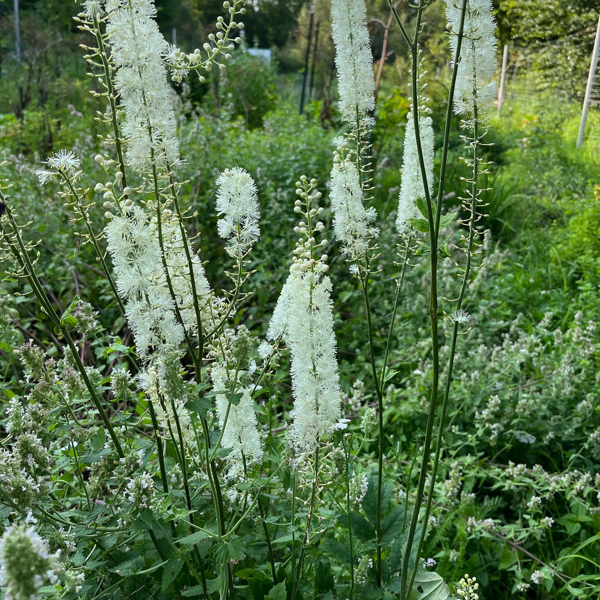 Actaea Racemosa Plant Seeds for Planting – Heirloom, Non-GMO, Medicinal, Perennial