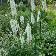 Actaea Racemosa Plant Seeds for Planting – Heirloom, Non-GMO, Medicinal, Perennial