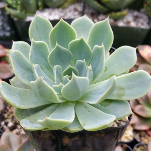 Close-up of Echeveria glauca with blue-green rosettes and thick, pointed leaves, thriving in a small pebble-filled pot.