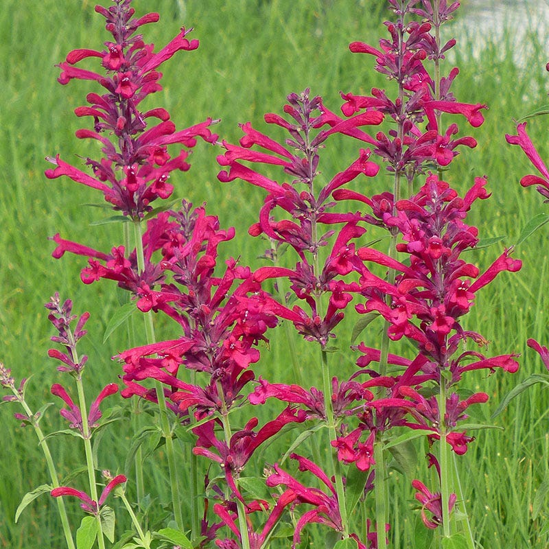 Red Happiness Agastache|Red Happiness Agastache (Agastache x 'Red Happiness')