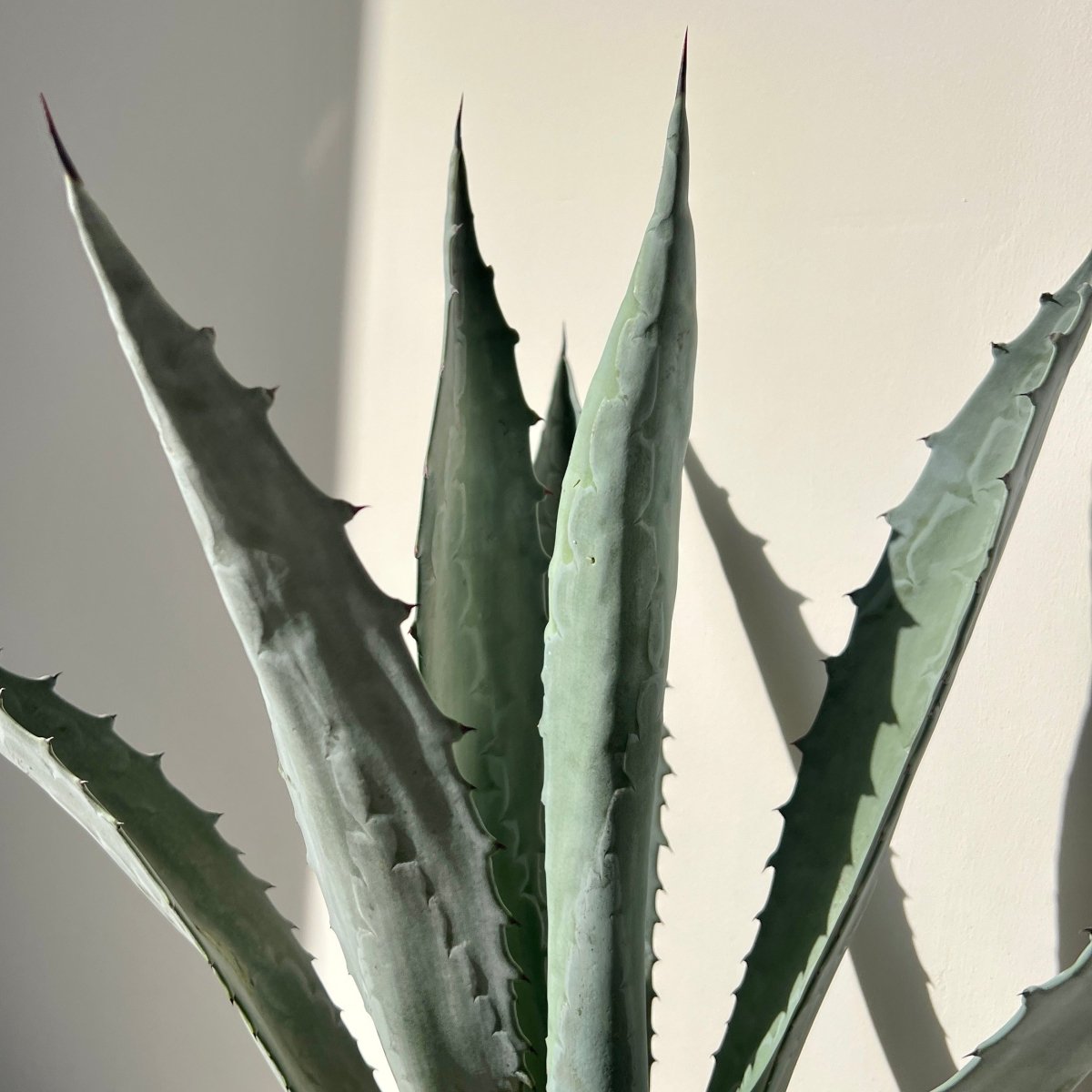 Agave Blue (Agave tequilana 'Azul') - PlantologyUSA - 3 Gallon
