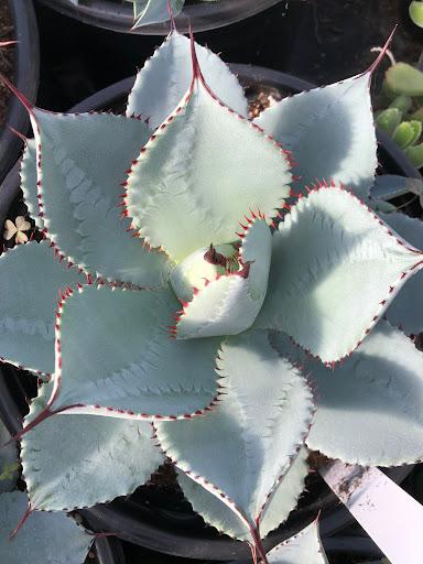 Agave pygmae 'Dragon Toes'