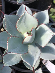 Agave pygmae 'Dragon Toes'