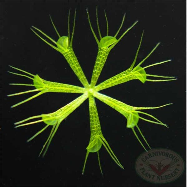 Aldrovanda vesiculosa | | Carnivorous Plant Nursery