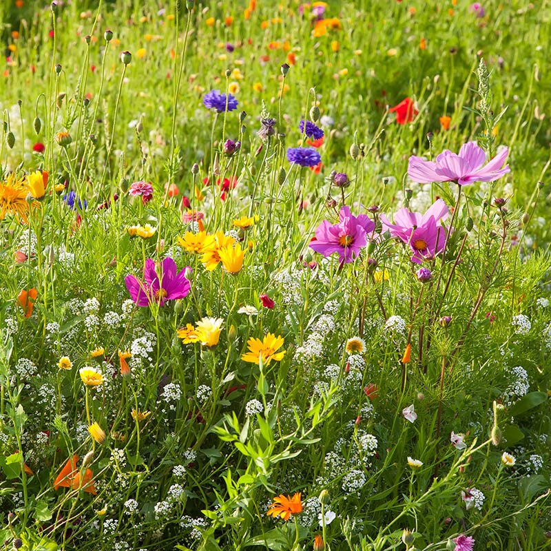 Dry Area Wildflower Seed Mix|Dry Area Wildflower Seed Mix, Alyssum, Cosmos, Coreopsis, Red Poppy