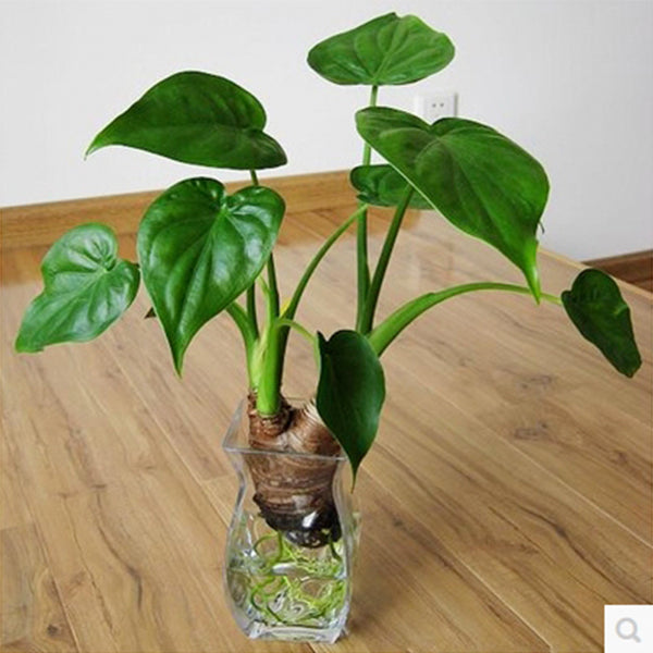 Alocasia cucullata