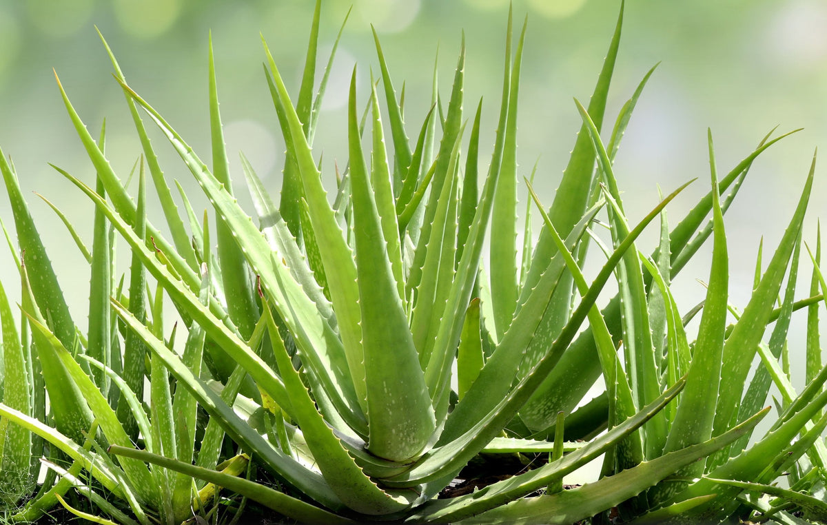 Healthy Aloe Vera plant in terracotta pot for Australian gardens