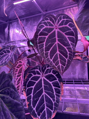 Anthurium Red Crystallinum x Heinz tent lighting —Germinated Seed - Granthuriums