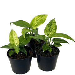 Anthurium foliage complex variegated (seedling)