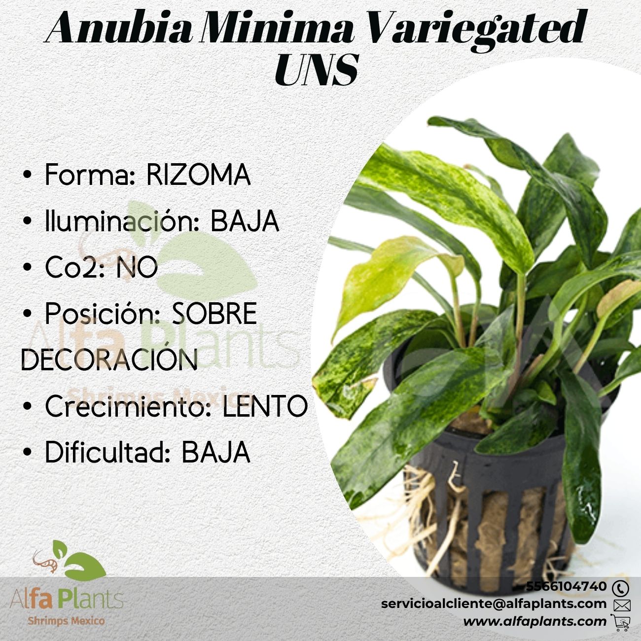 Anubias MInima Variegated