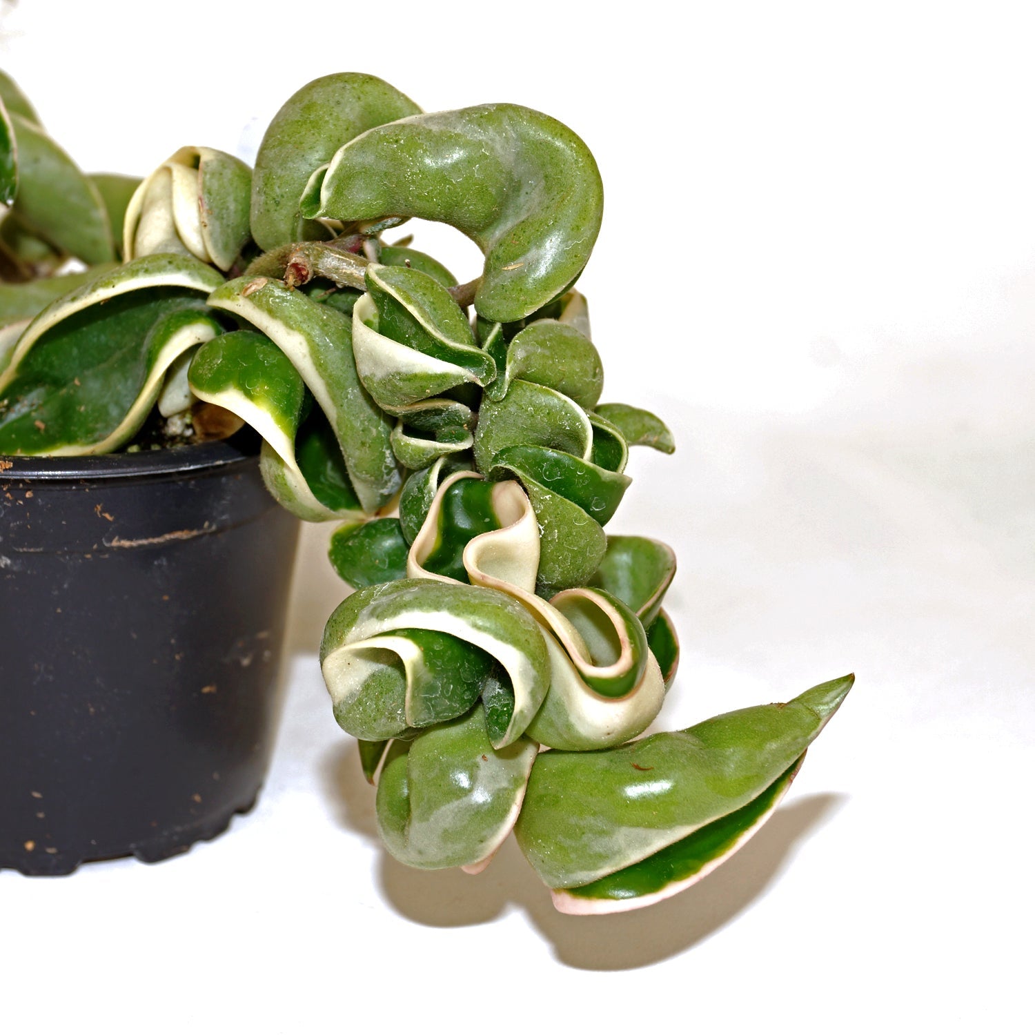 Hoya carnosa compacta variegata
