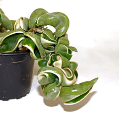 Hoya carnosa compacta variegata