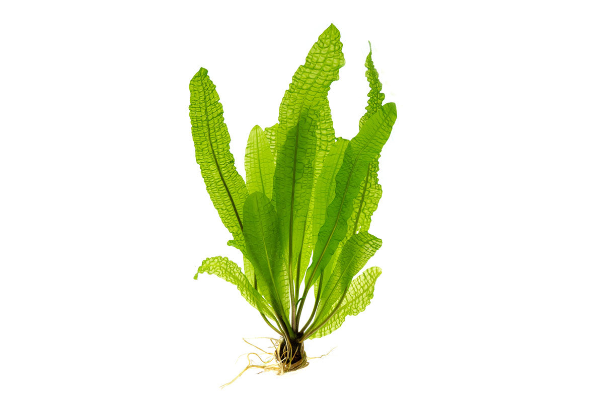 Healthy Aponogeton Boivinianus aquatic plant from IS with elongated green leaves suitable for freshwater aquariums.