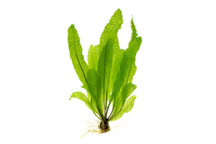 Healthy Aponogeton Boivinianus aquatic plant from IS with elongated green leaves suitable for freshwater aquariums.