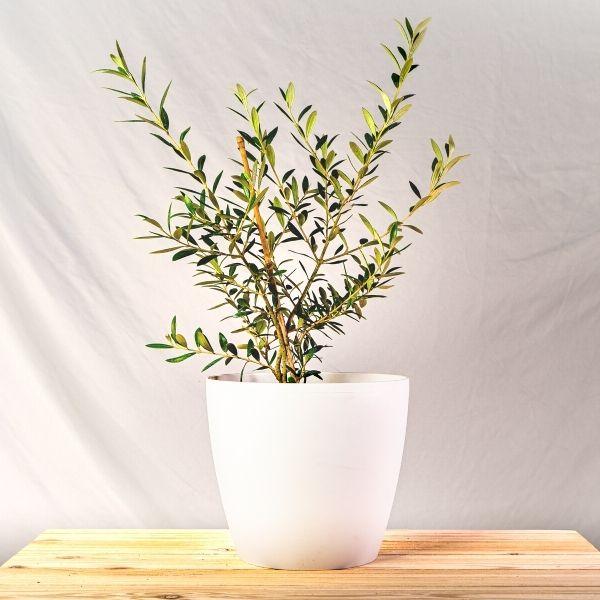 Arbequina Olive Tree in a white pot