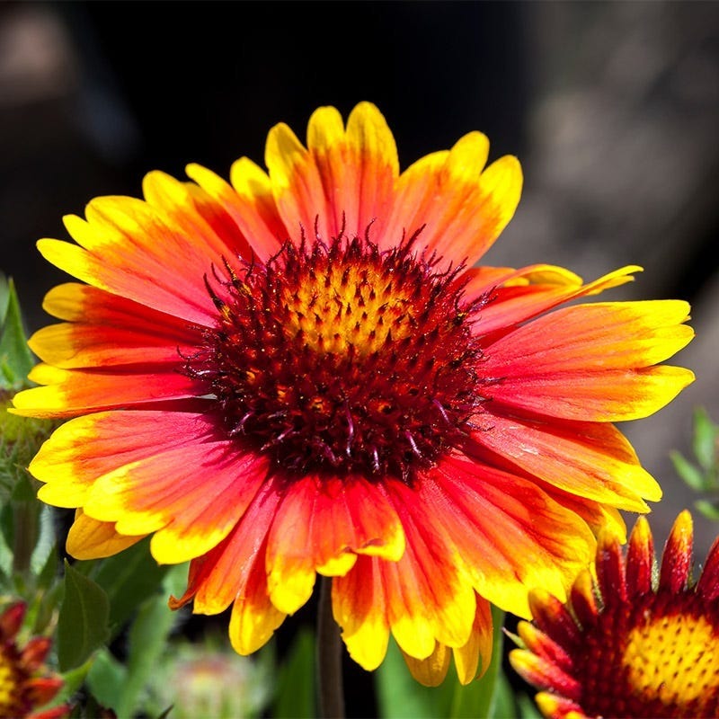 Arizona Sun Gaillardia|Arizona Sun Gaillardia (Gaillardia grandiflora 'Arizona Sun')