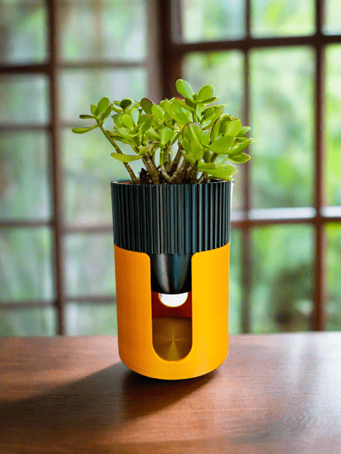 Jade plant in a black fluted art deco plant stand with gold base on a wooden table by a sunlit window