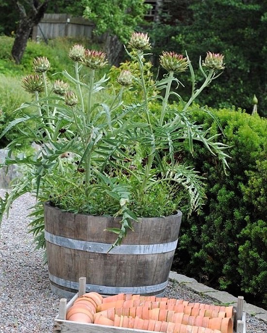 Artichoke Plants For Sale !! Buy Best !!