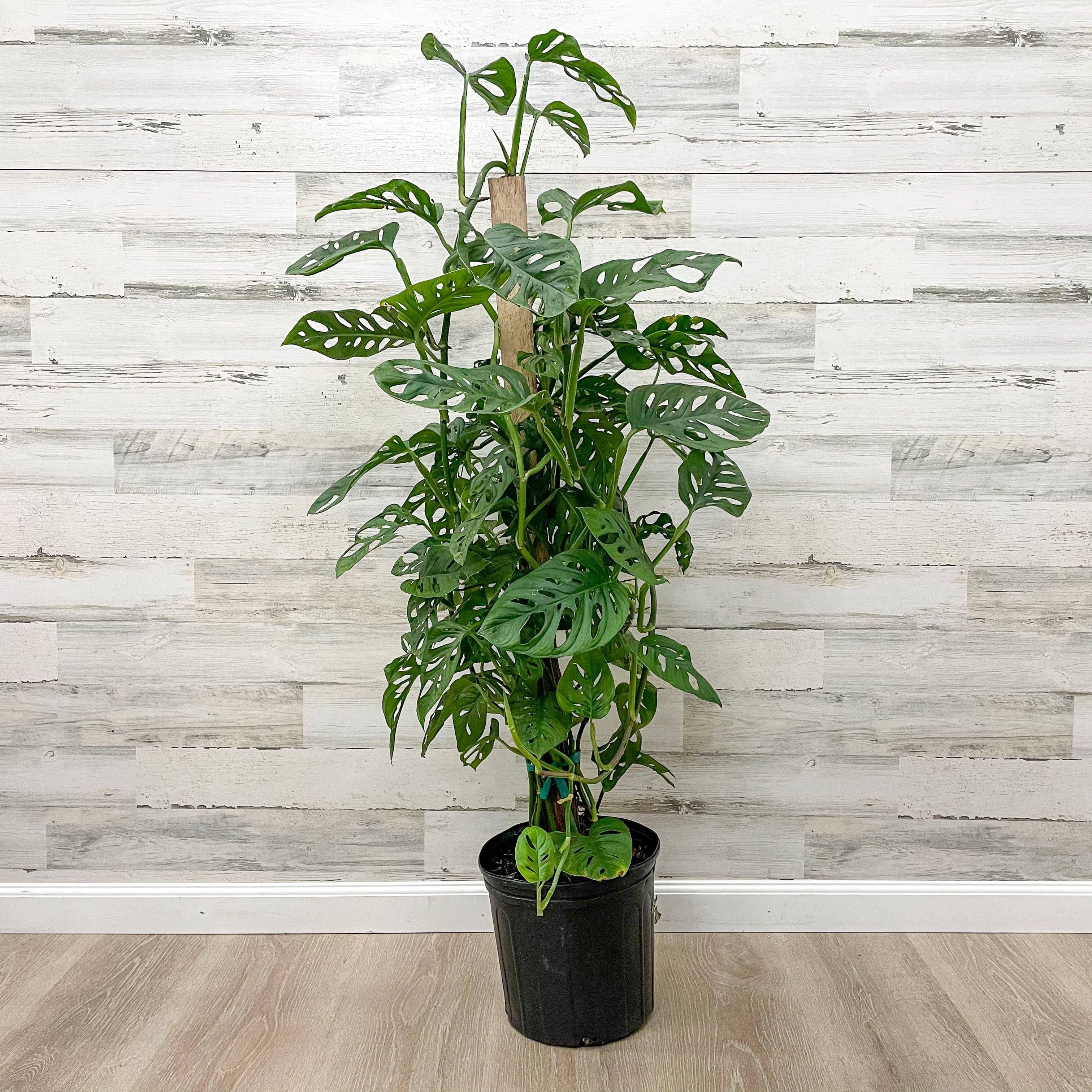 Philodendron - Swiss Cheese on Totem Pole - 8-inch Pot - Hicks Nurseries