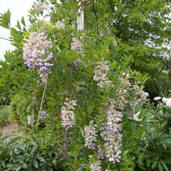 Blue Moon Wisteria - Shipped