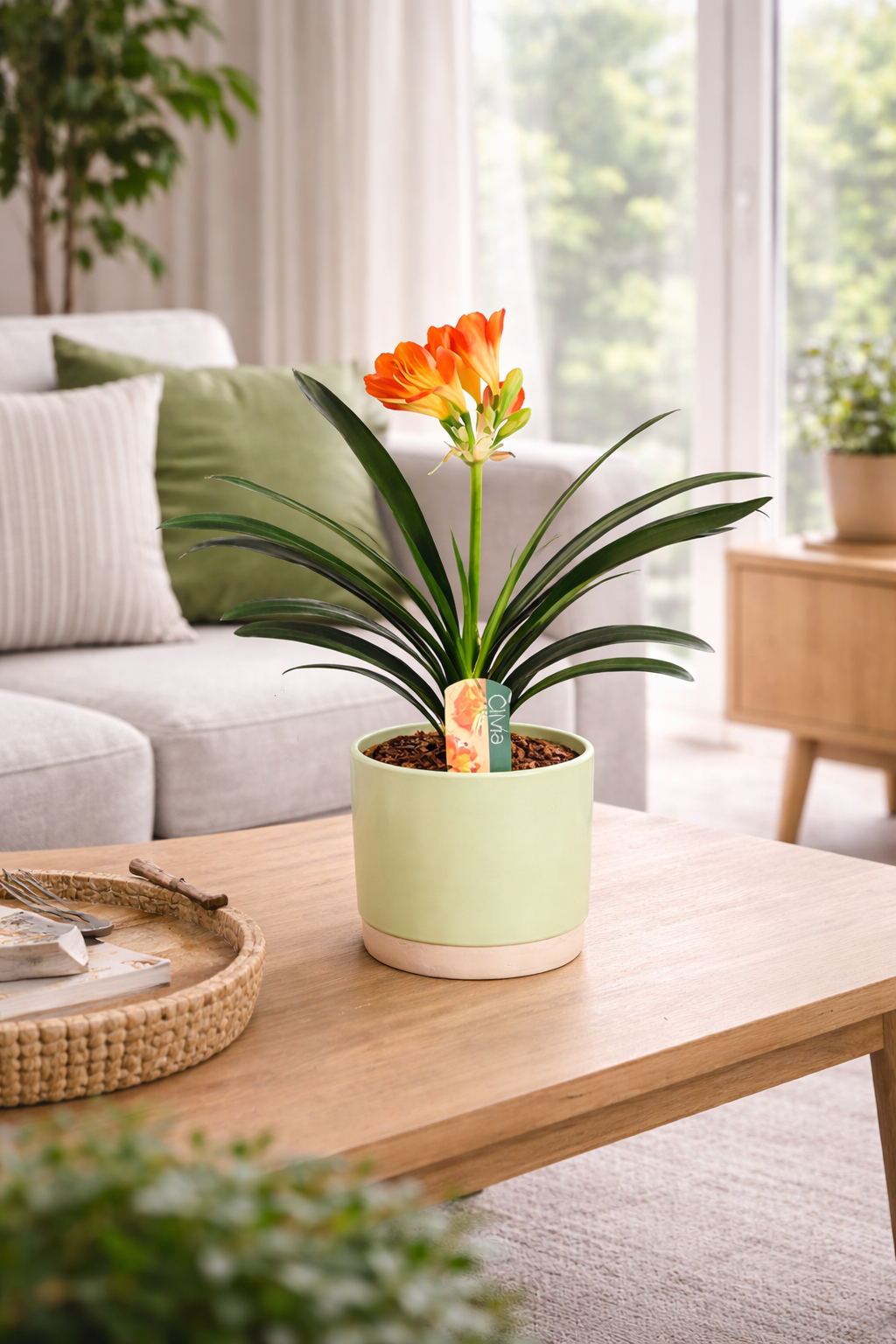 Clivia miniata Riemenblatt Klivie ca. 40 cm – Zimmerpflanze für Wohnzimmer & Büro – Pflegeleicht, Blühend, Grüne Dekoration für Innenräume