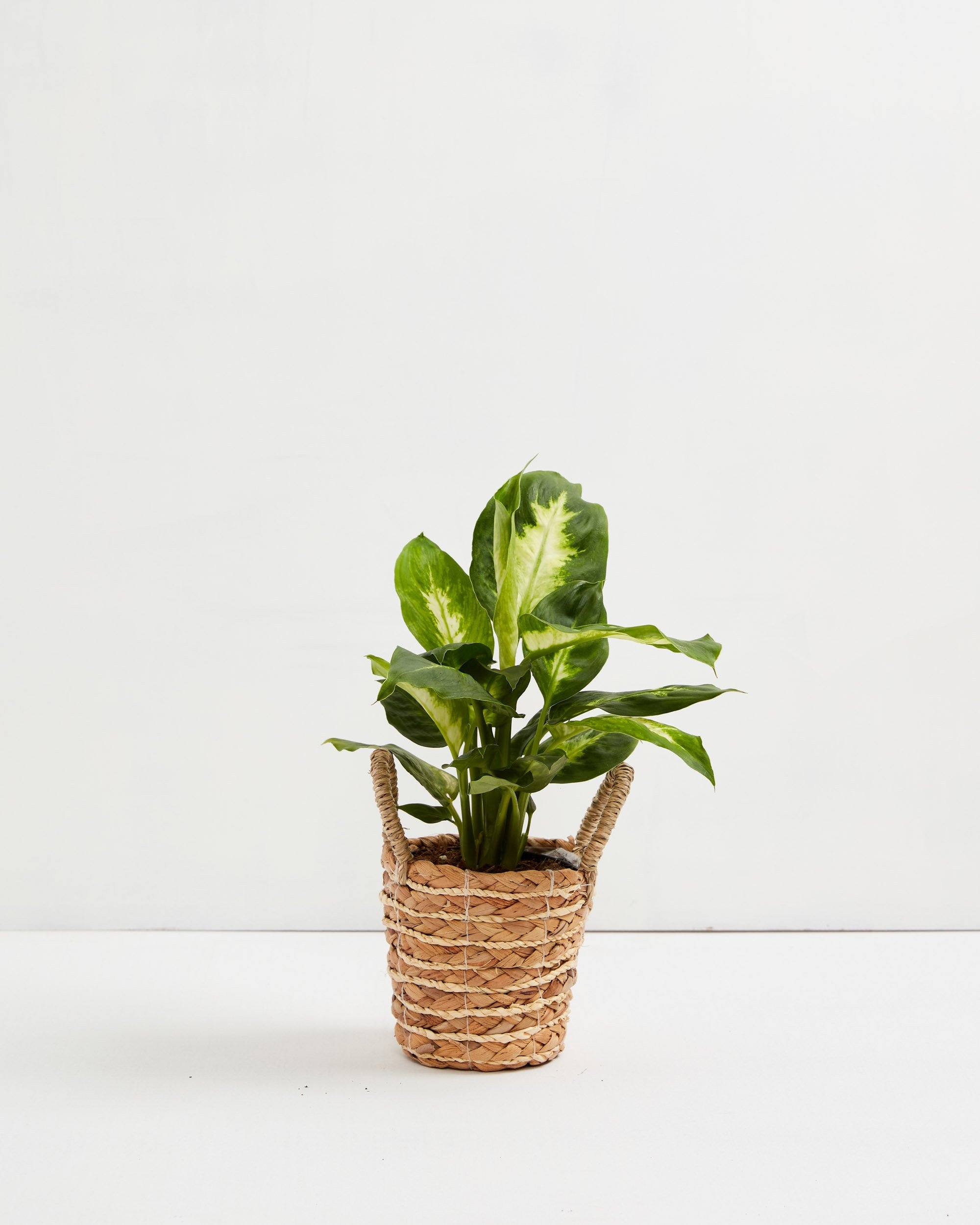 Dieffenbachia Camille