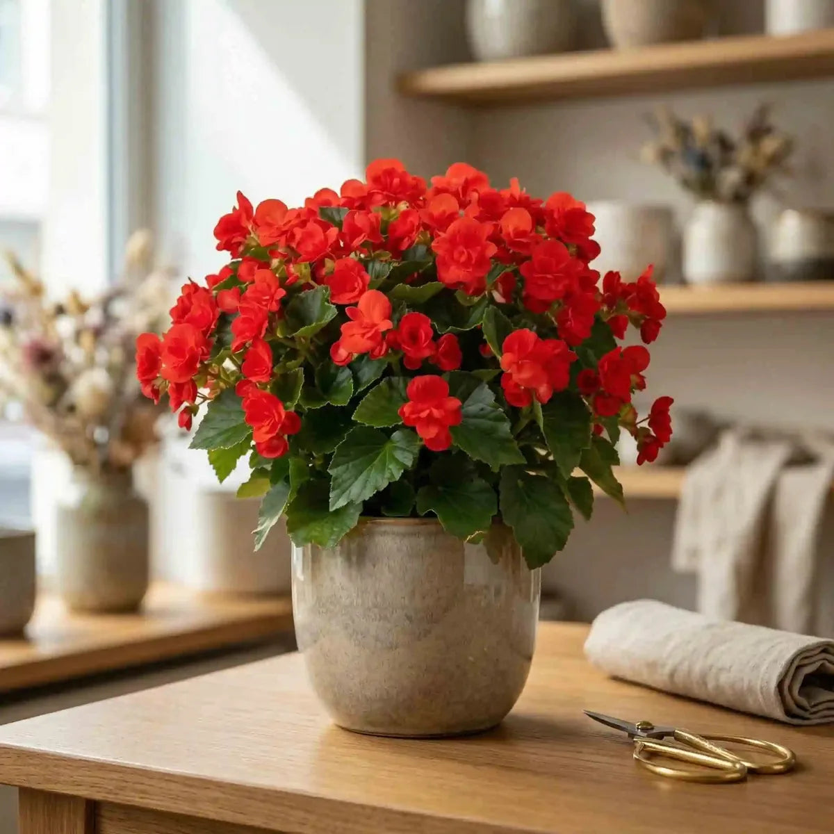 Rote Begonie von MO BLUMEN in einem gesprenkelten grauen Topf auf hellem Holztisch mit goldener Schere und Leinentuch.