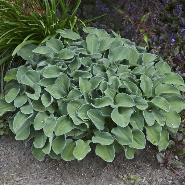 Blue Mouse Ears Hosta (Plantain Lily)