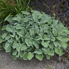 Blue Mouse Ears Hosta (Plantain Lily)