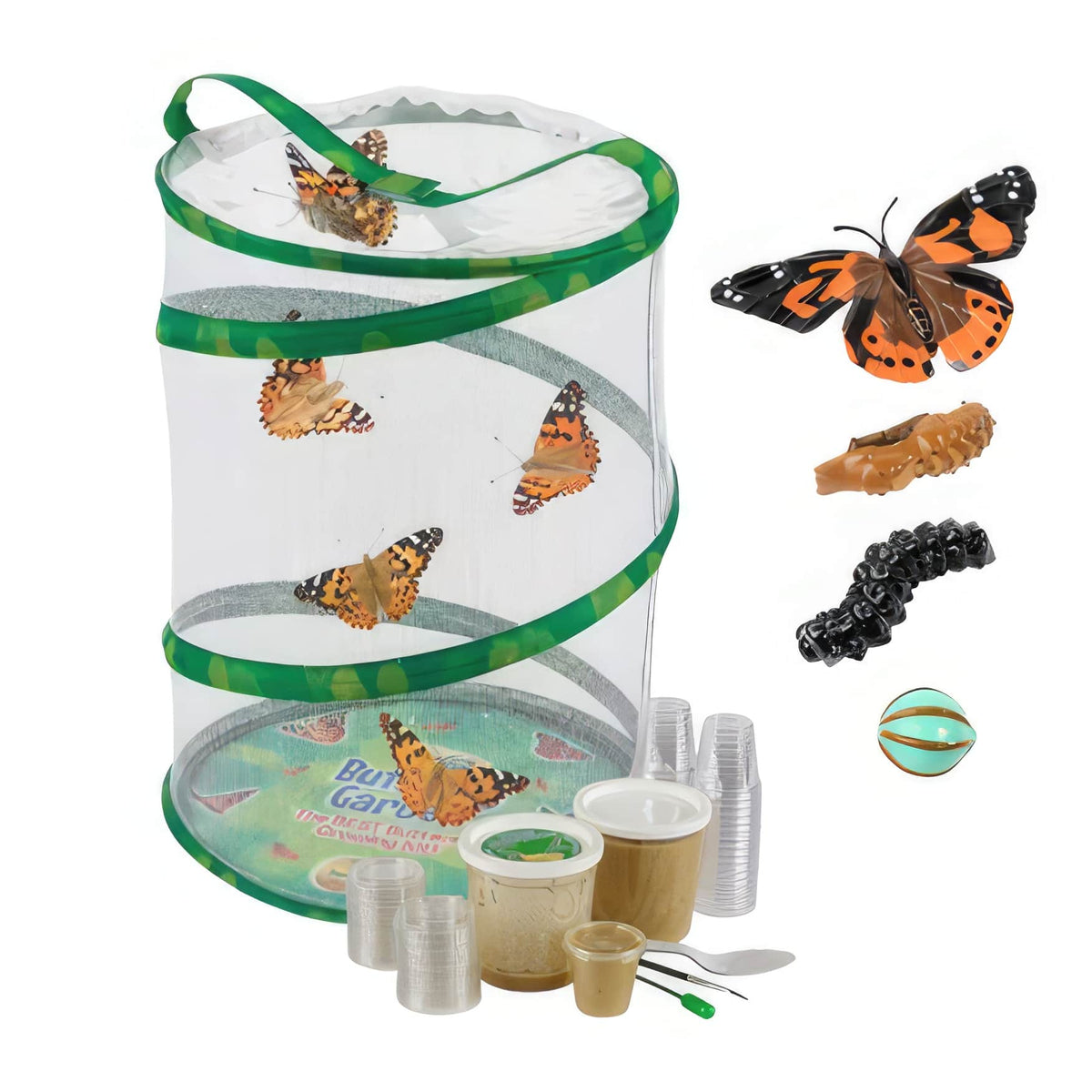 Kit d'élevage Papillons - 1 chenille par élève - 33 pots individuels